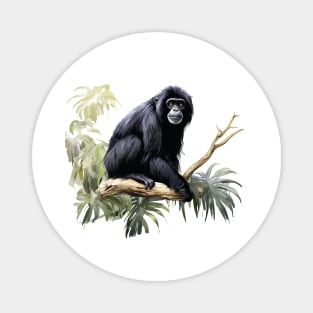 Siamang Magnet